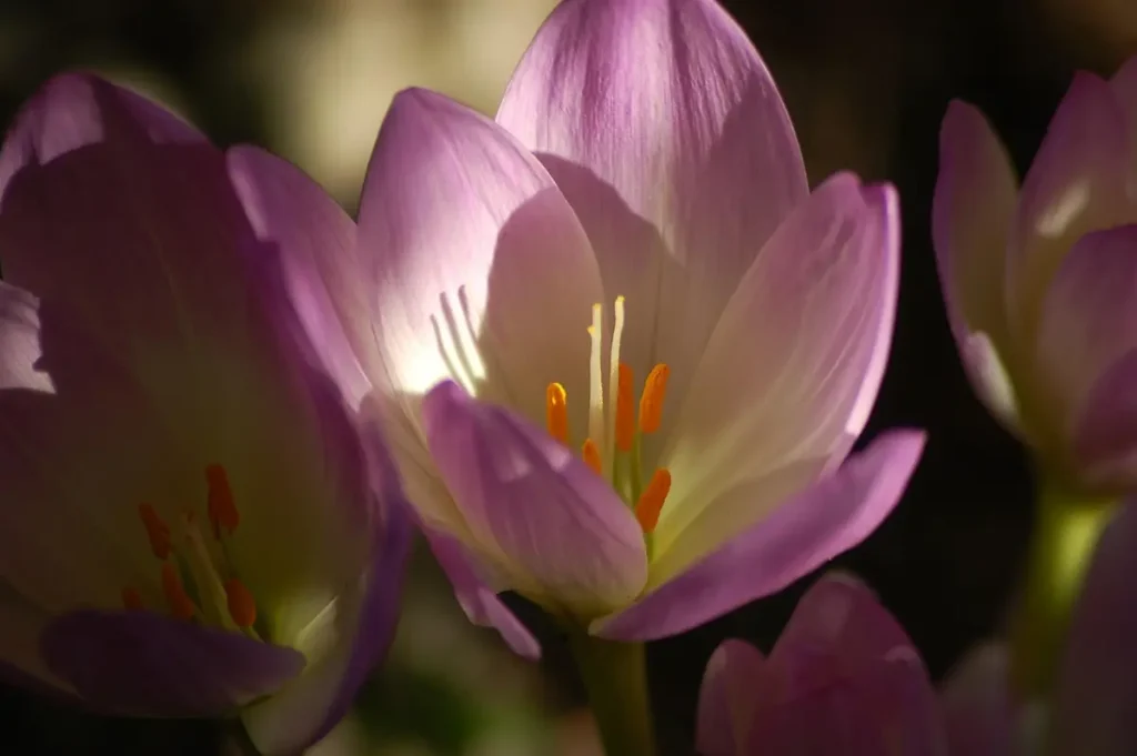 the shadows cast by petals and stamens reveal subtle layers
