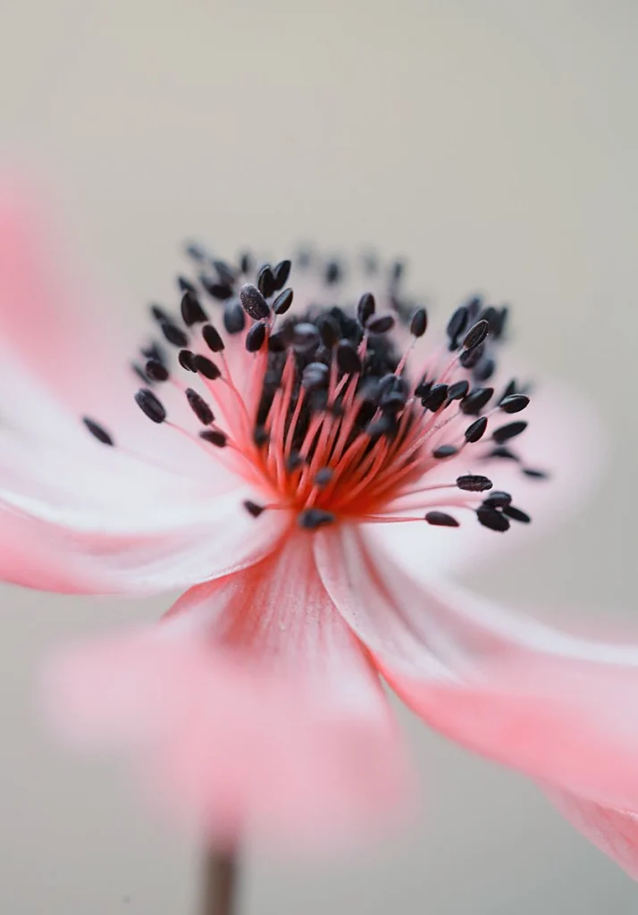 Some of the stamens and central details remain clearly defined