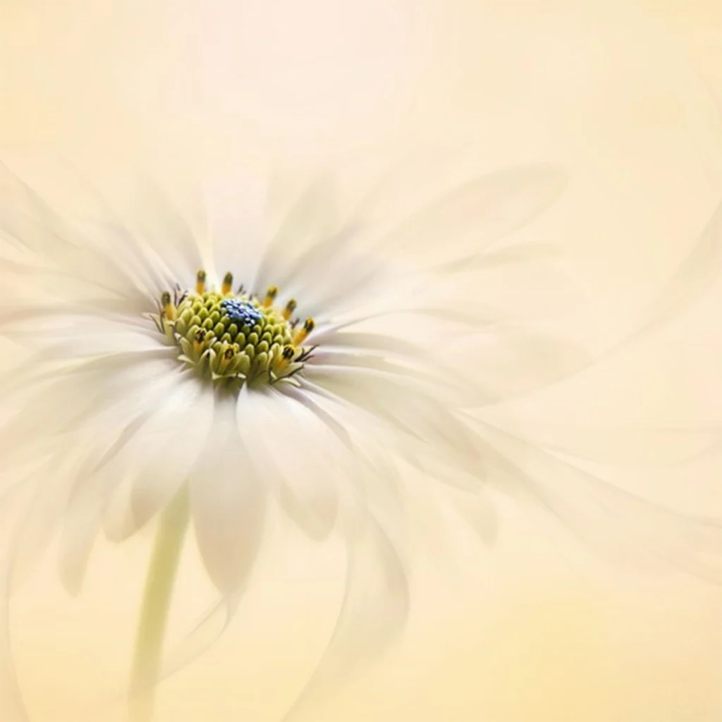 The white flower remains defined at its center