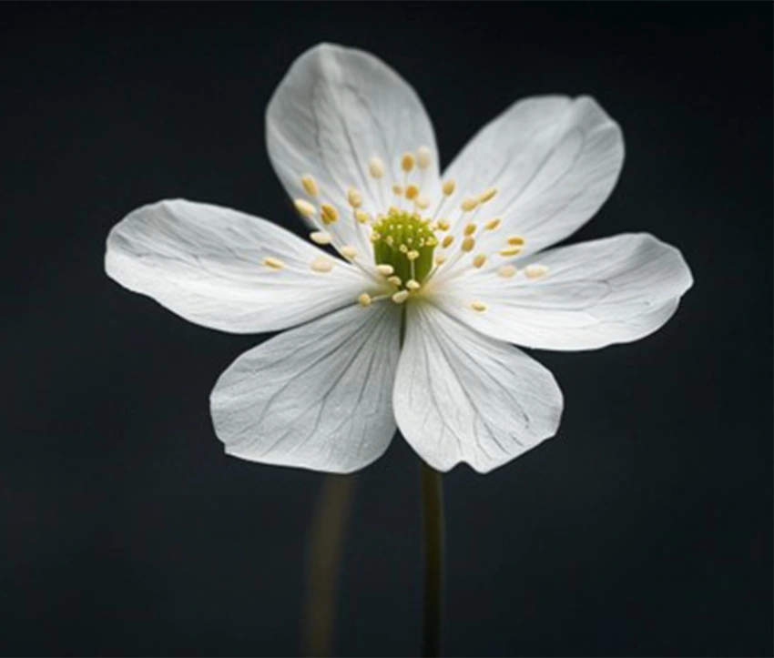 A white flower stands against a dark background