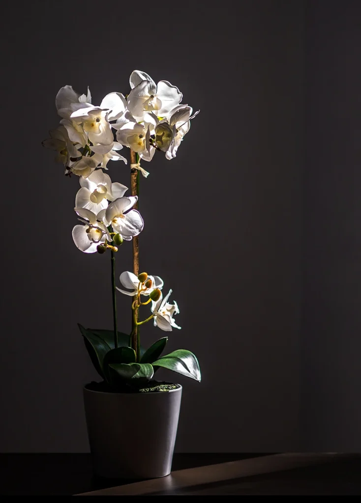 the white flowers in the foreground glow while those behind recede into shadow