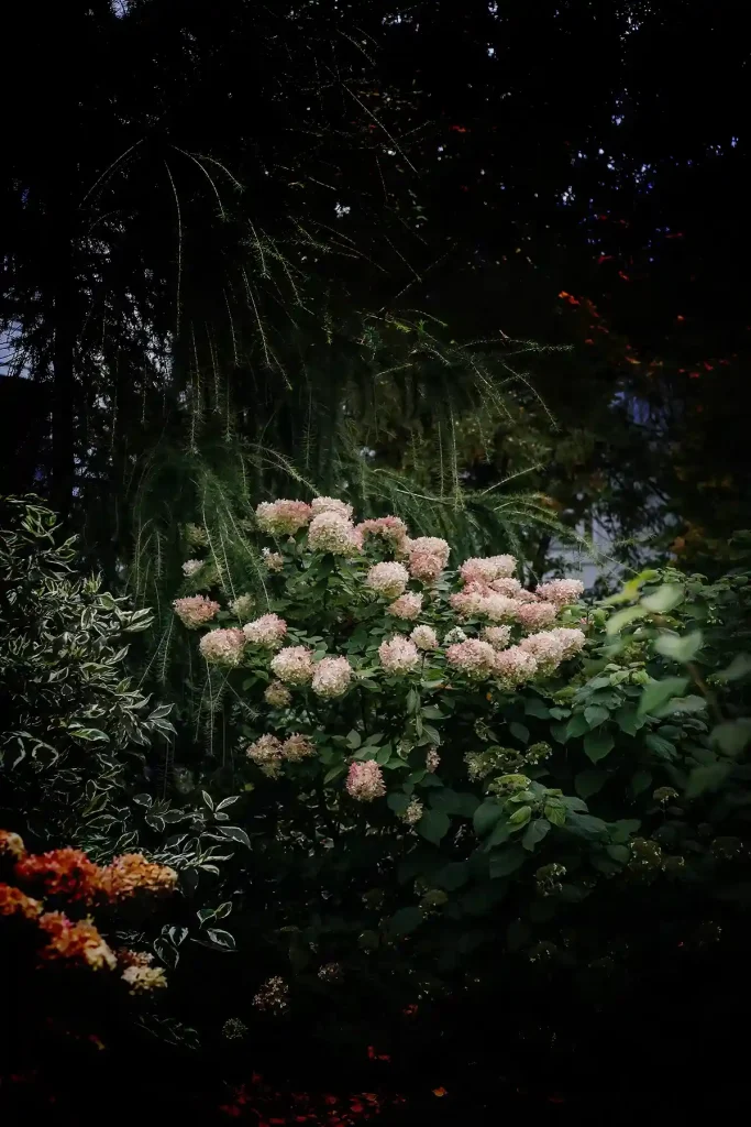 white flowers are gently enclosed by the dark silhouettes