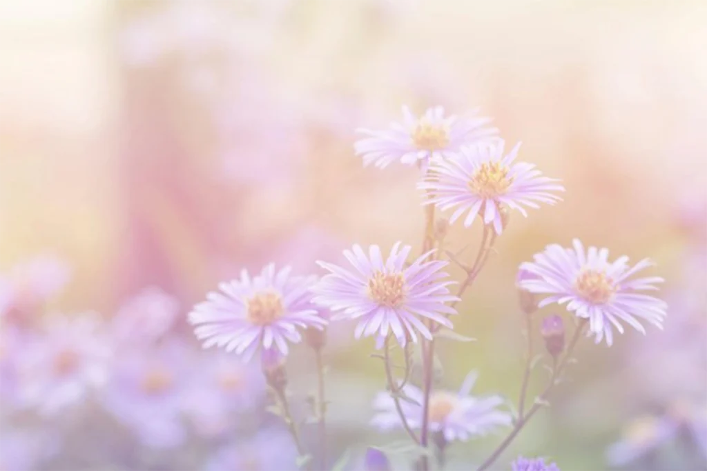 The white and violet flowers remain gently defined