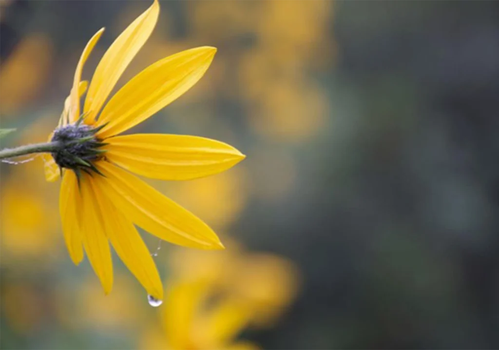 A yellow flower with a single droplet falling from one of its petals