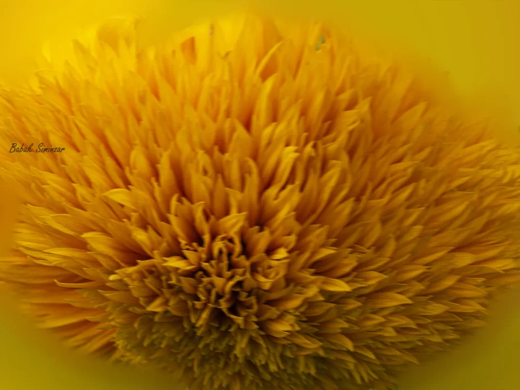 Abstract Pictures of Nature