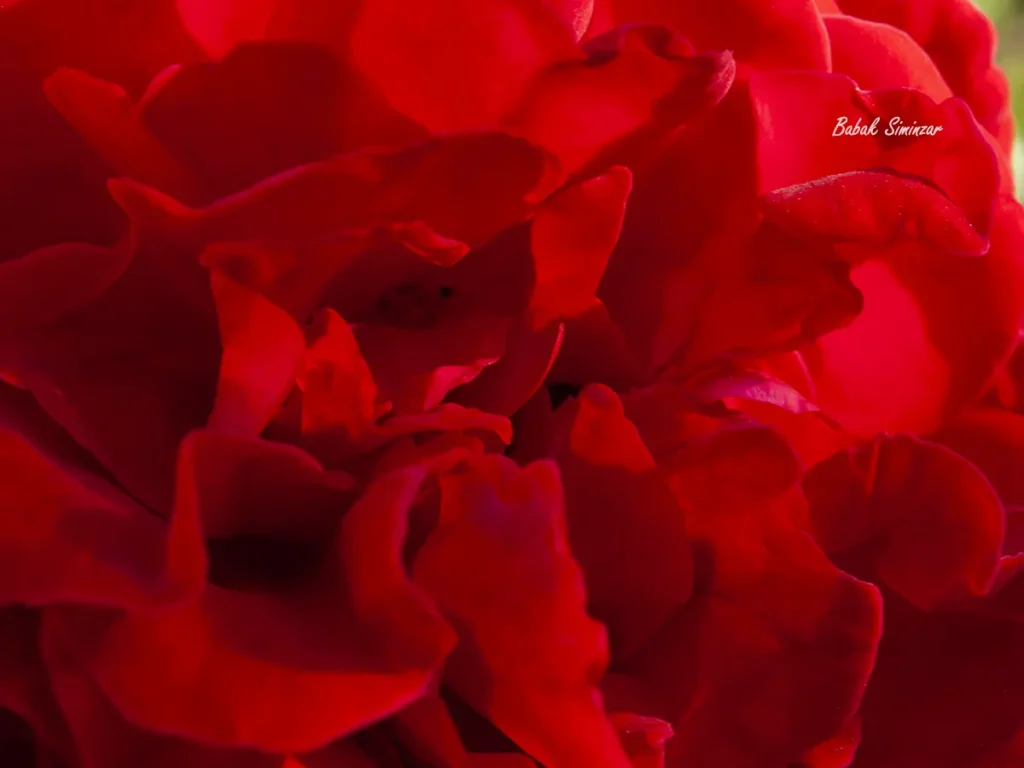 Close up Red Flower