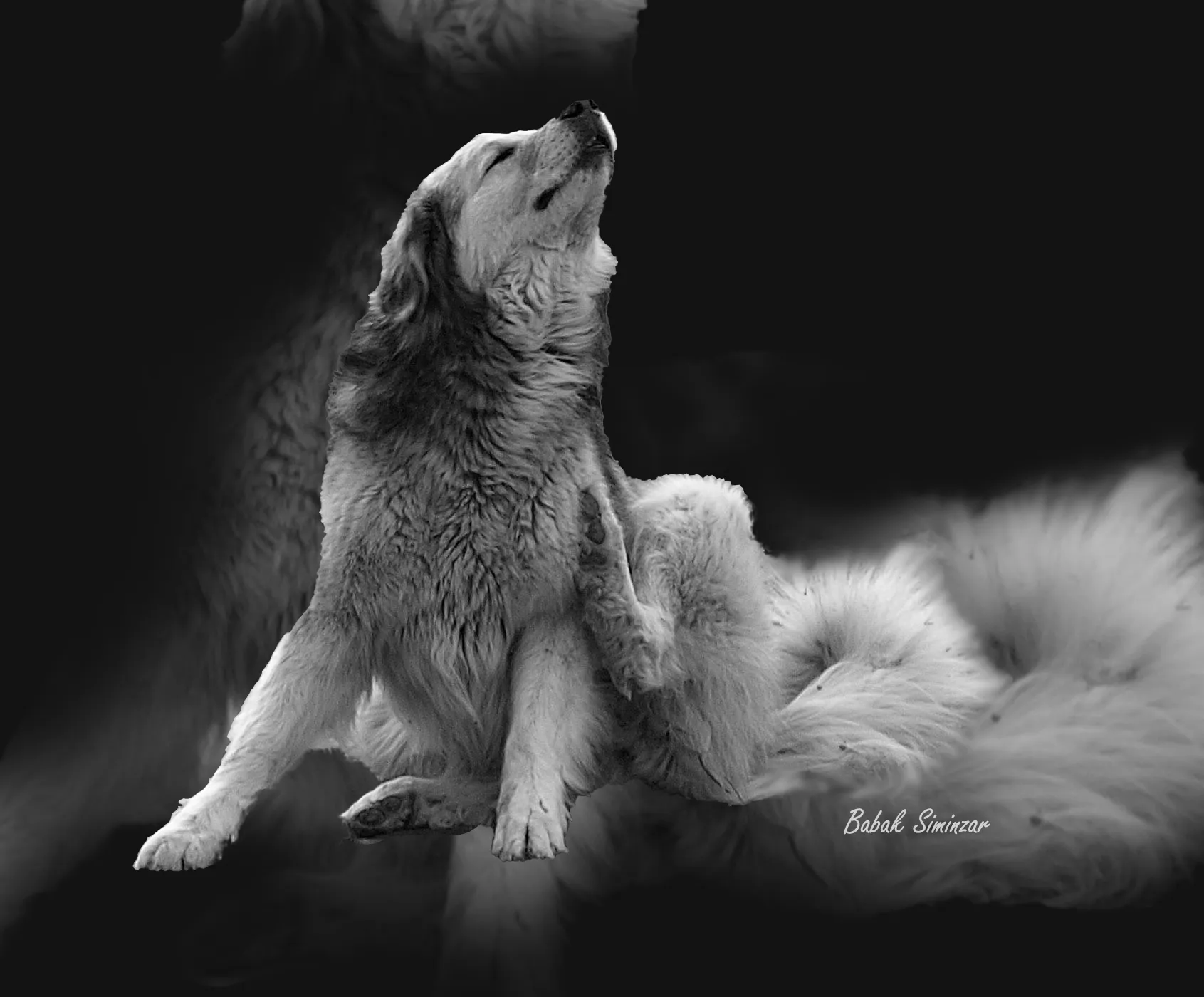 Serene Dog