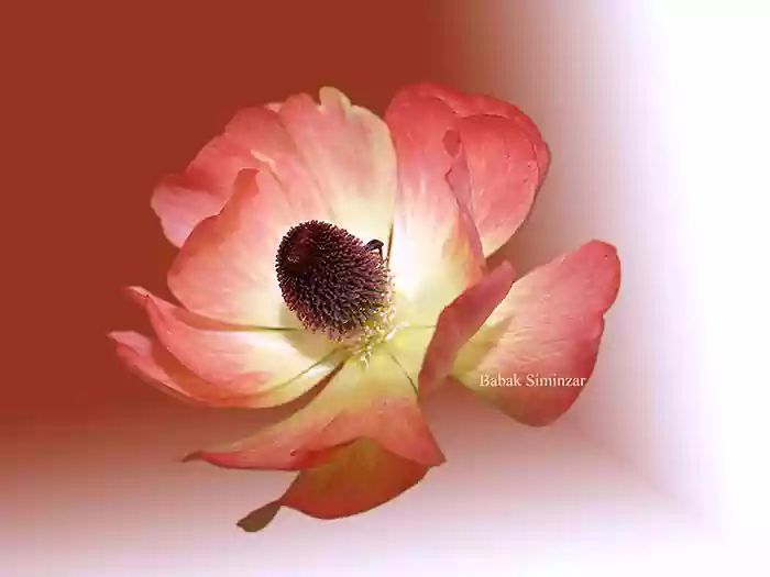 Fotografia floreale d’arte fine art floral photo