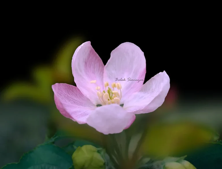 Fotografie Macro di Fiori | Galleria Fotografica Online macro flower photo