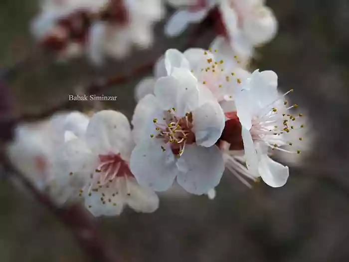 apricot bloom