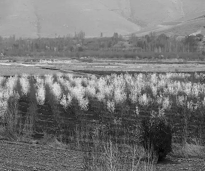 Apple trees black and white