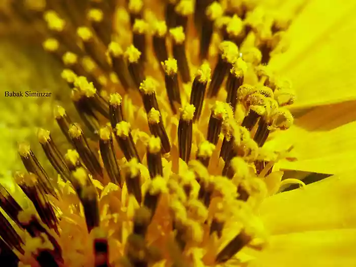Abstract picture of sunflower stamens
