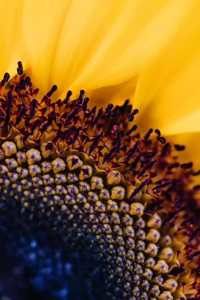 Abstract photo of a sunflower