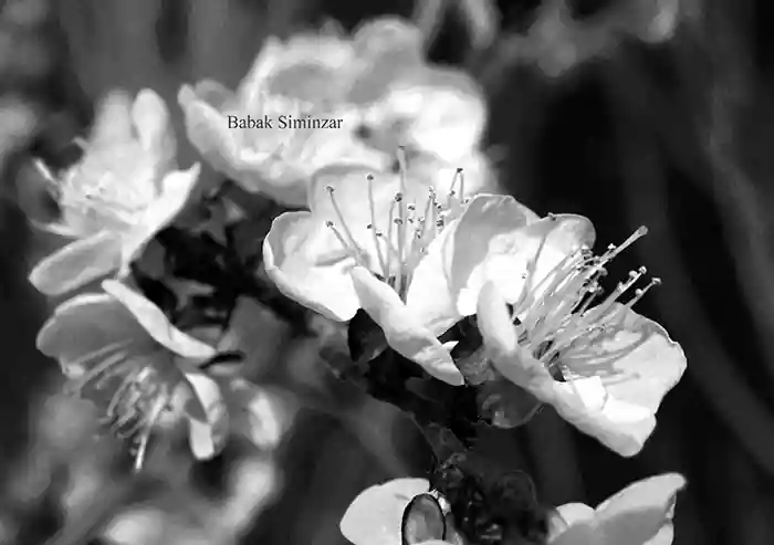 black and white flower photography sample