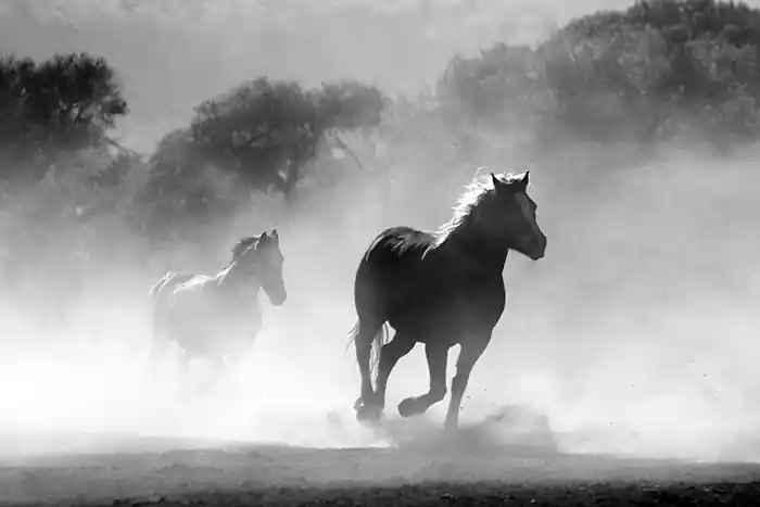 Black and white image of the horses