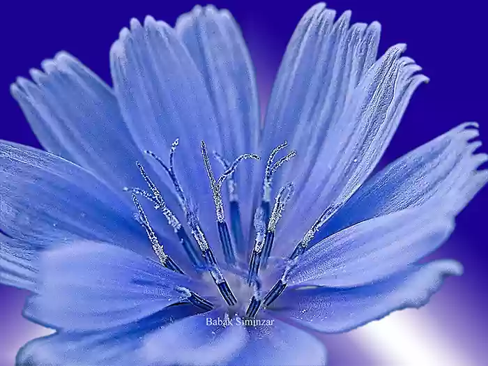fine art chicory flower picture