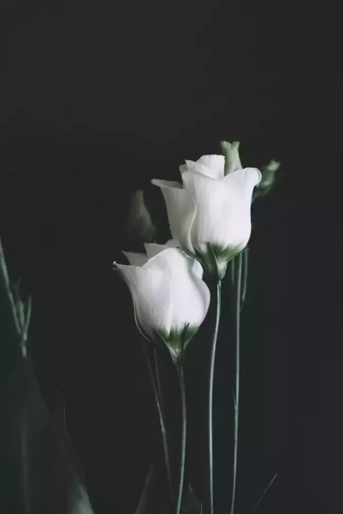 White flowers and dark background