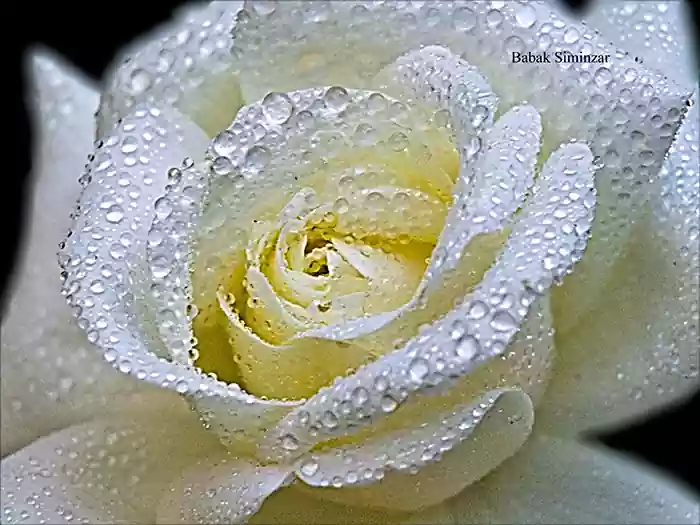 white rose flower macro image