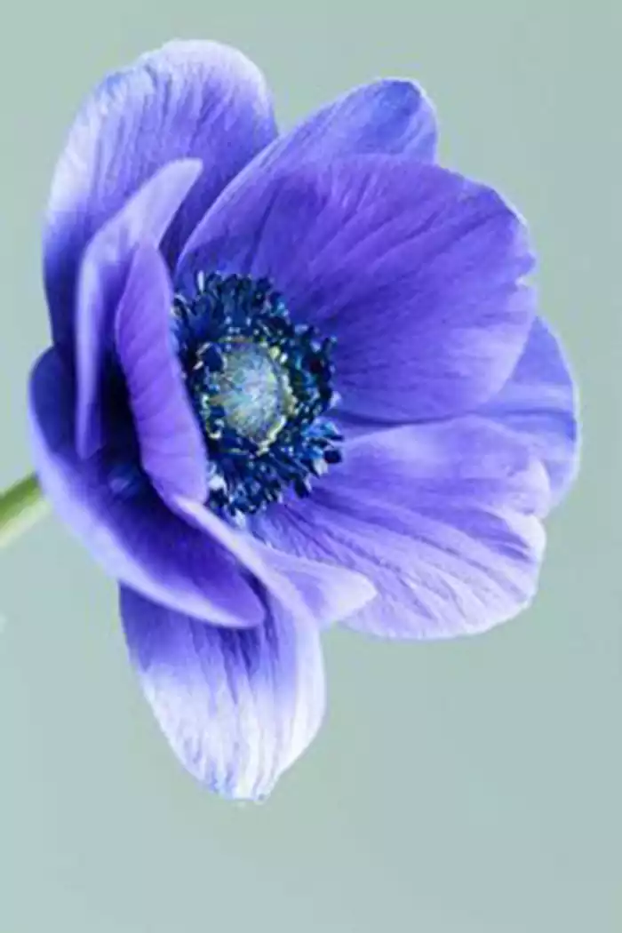 A macro photo of the blue flower