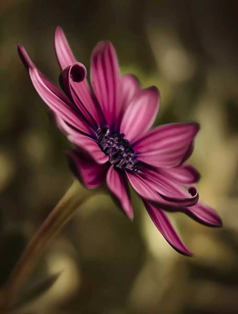 A flower macro photo
