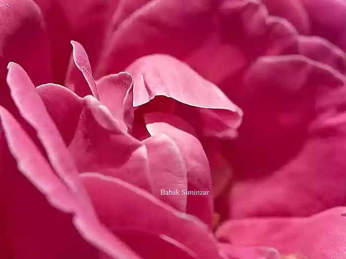 fine art macro plant photography | red rose