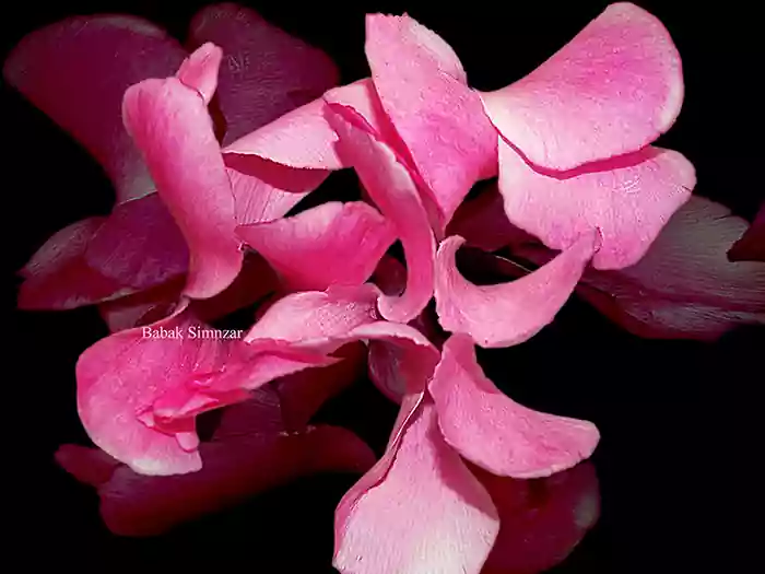 fine art pink cyclamen picture