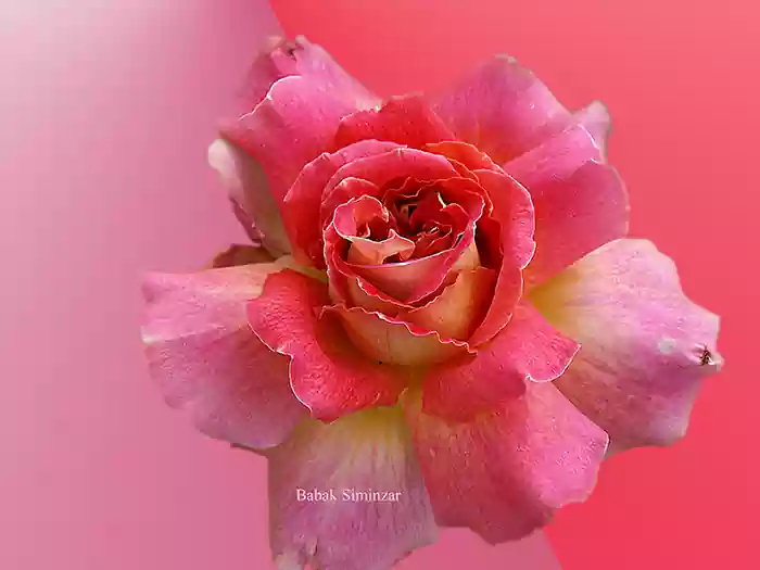 pink flowers images | fine art floral photo