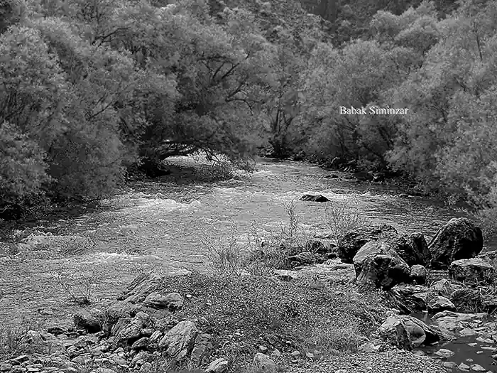 Black and white image of trees, river, and stones