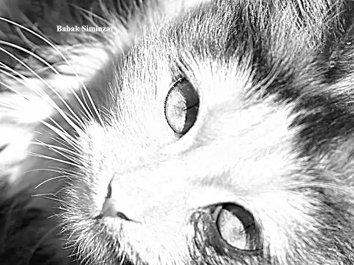 A black and white portrait of a cat
