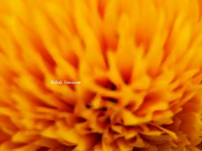 Complete abstract macro image of an orange flower