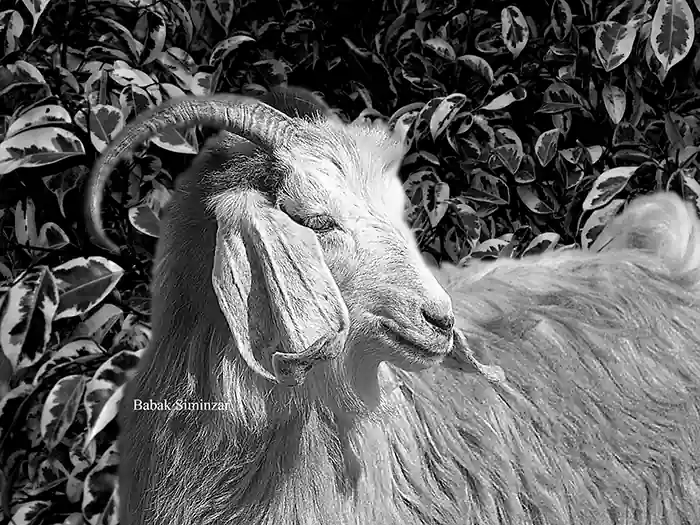 Black and white portrait-of a goat