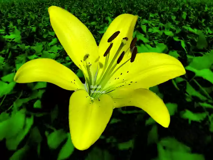 Photo of Yellow Lily