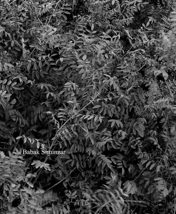 Texture photo of leaves in black and white version