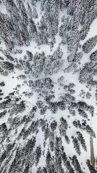 Photo of trees in winter from high altitude
