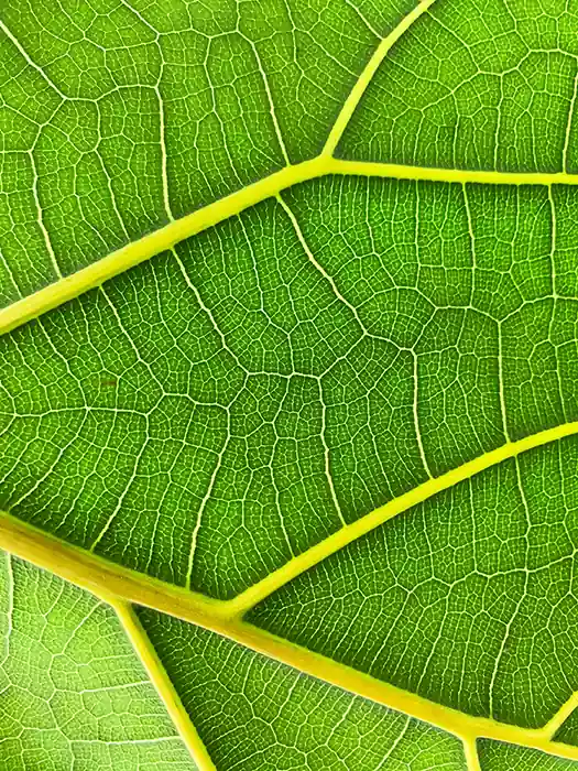 Photo of leaf veins