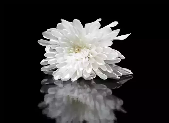 White flower with reflection