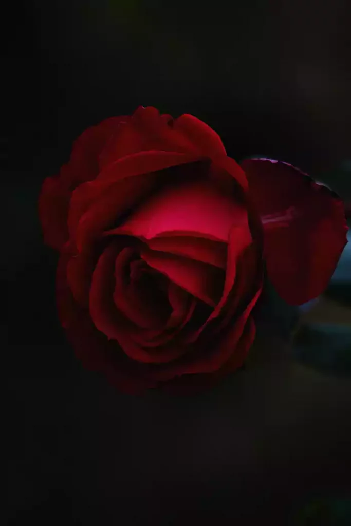 Red rose and dark theme