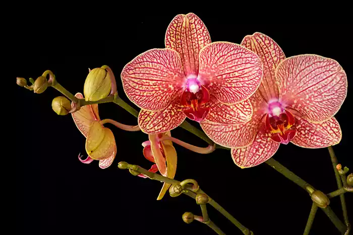 Photo of orchid flower with black background