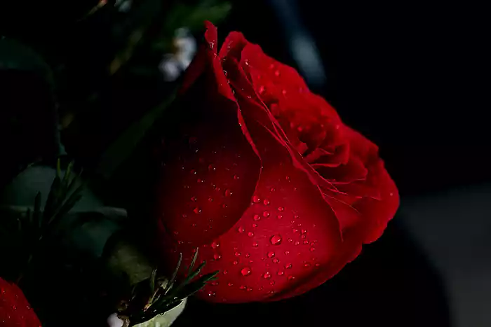 Red rose in dark mode