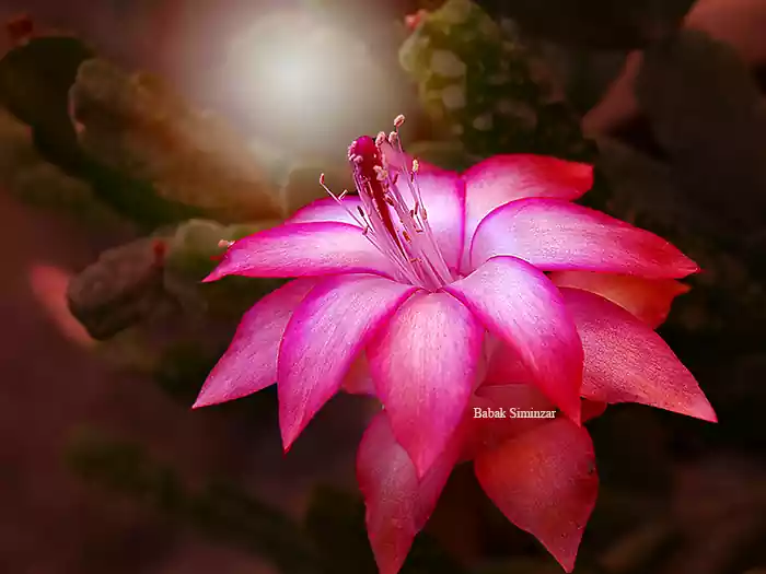 the pink cactus flower image