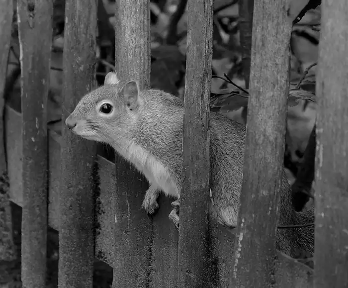 Black and white image of a squirrel