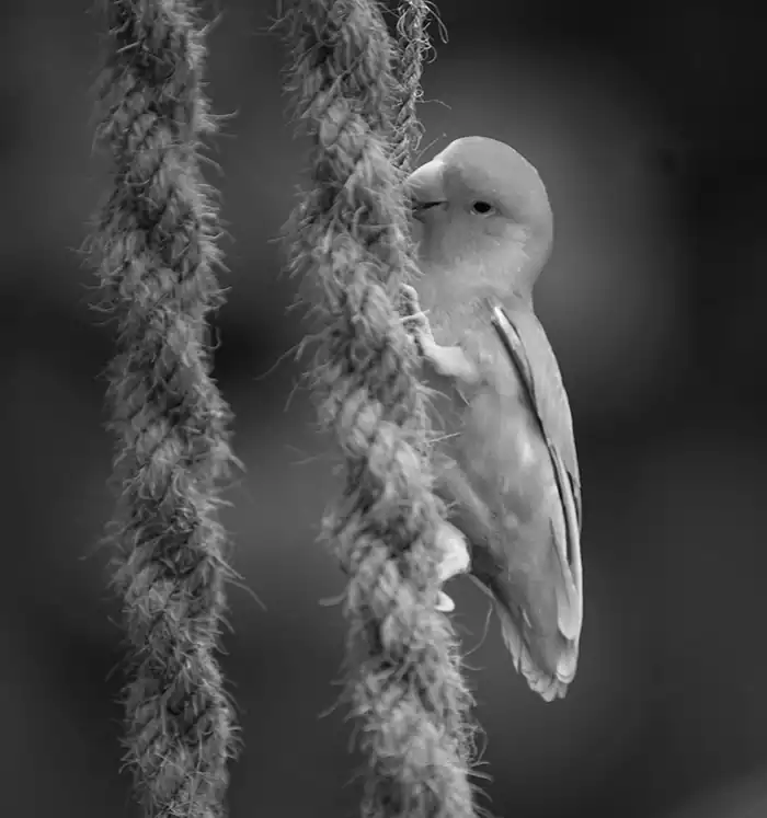 The Bird on a rope