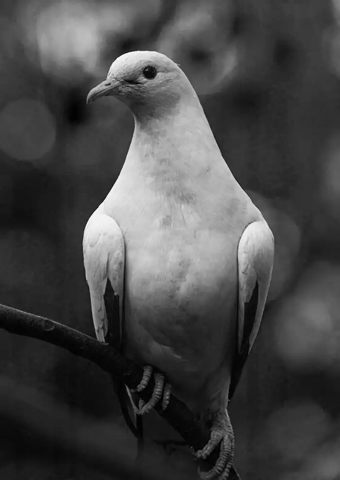 A Pigeon