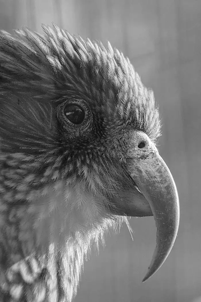 The black and white portrait of a bird