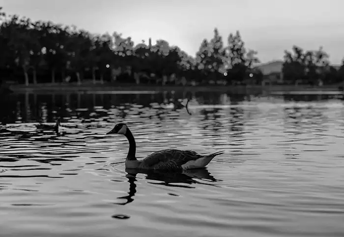 Bird on the lake at sunset