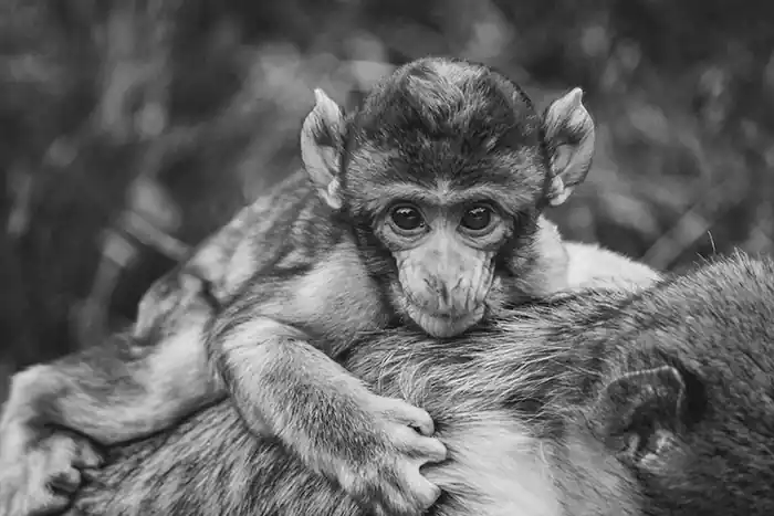 Baby monkey sitting behind mother