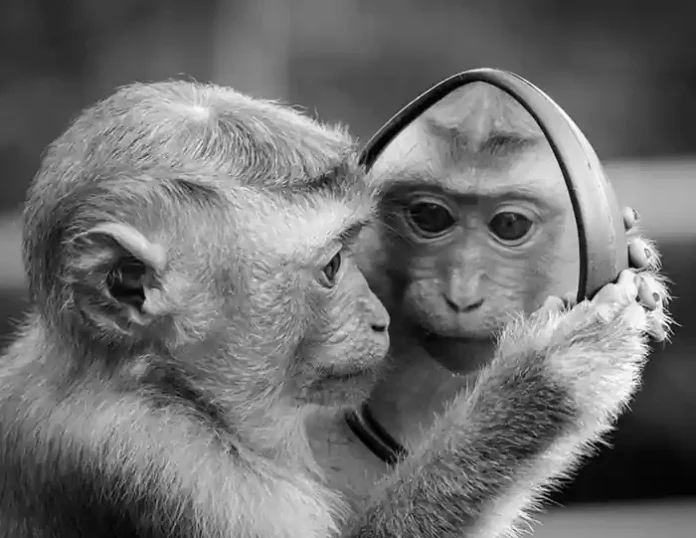 monkey and mirror