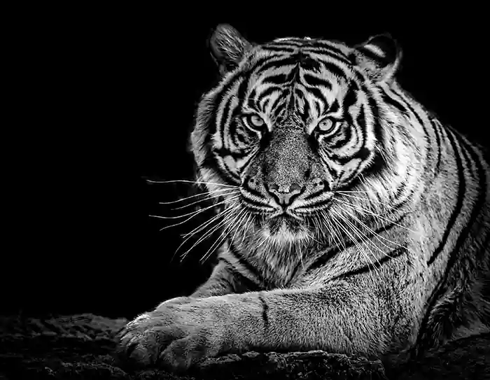 A sitting tiger