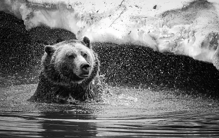 Bear swimming and fishing