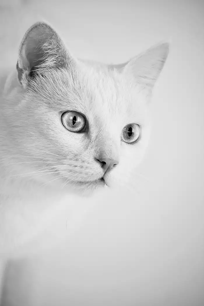 The black and white portrait of a cat